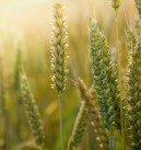 Rząd chce obniżyć dopłaty rolnikom