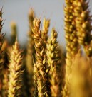 Życzenia z okazji Święta plonów